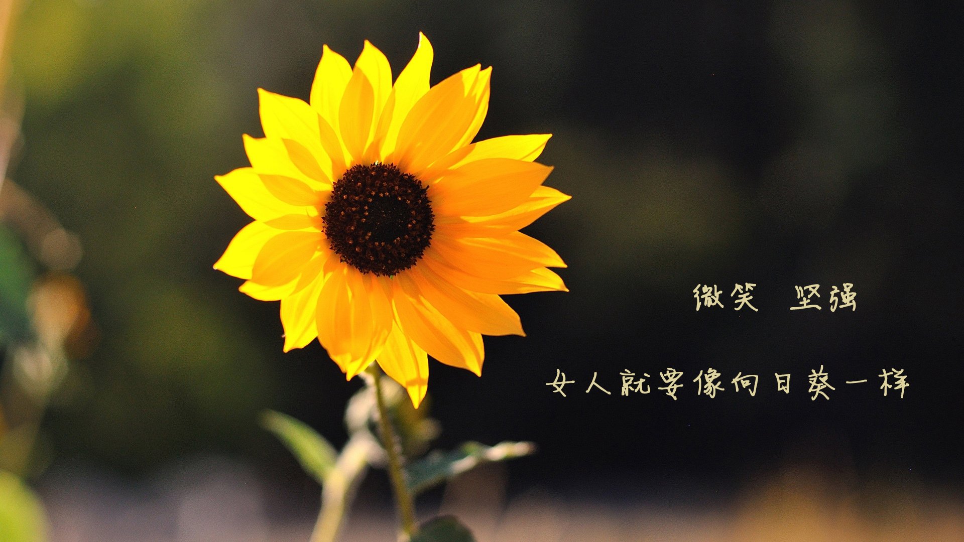 中国篮球教练员战术执行力的量化评估方法，篮球教练技能展示