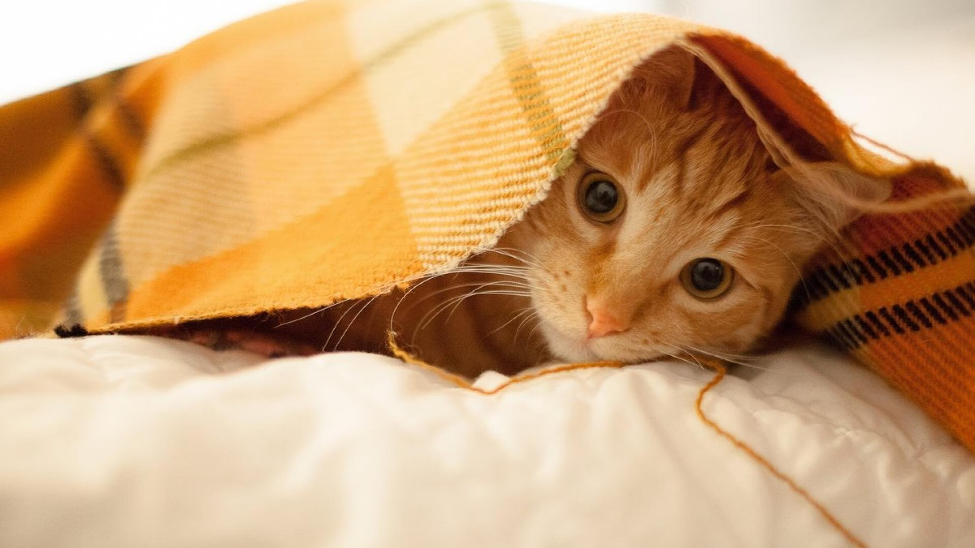 奥预赛中国青年队平局 球迷关注球队状态,中国青年联赛