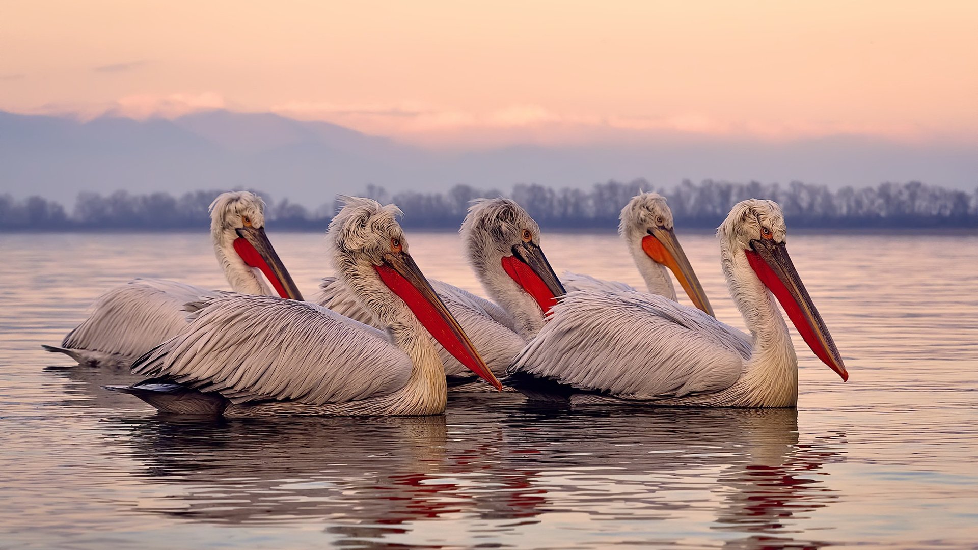 美国队赛制评析：如何利用赛制的灵活性增强整体优势，美国队赛事