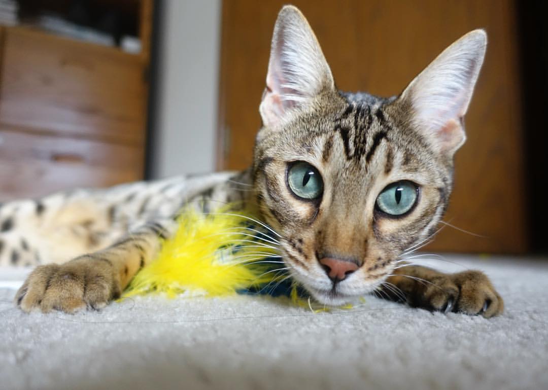 “诺克·达维德·彼得森带领南非队逆袭,创造辉煌”