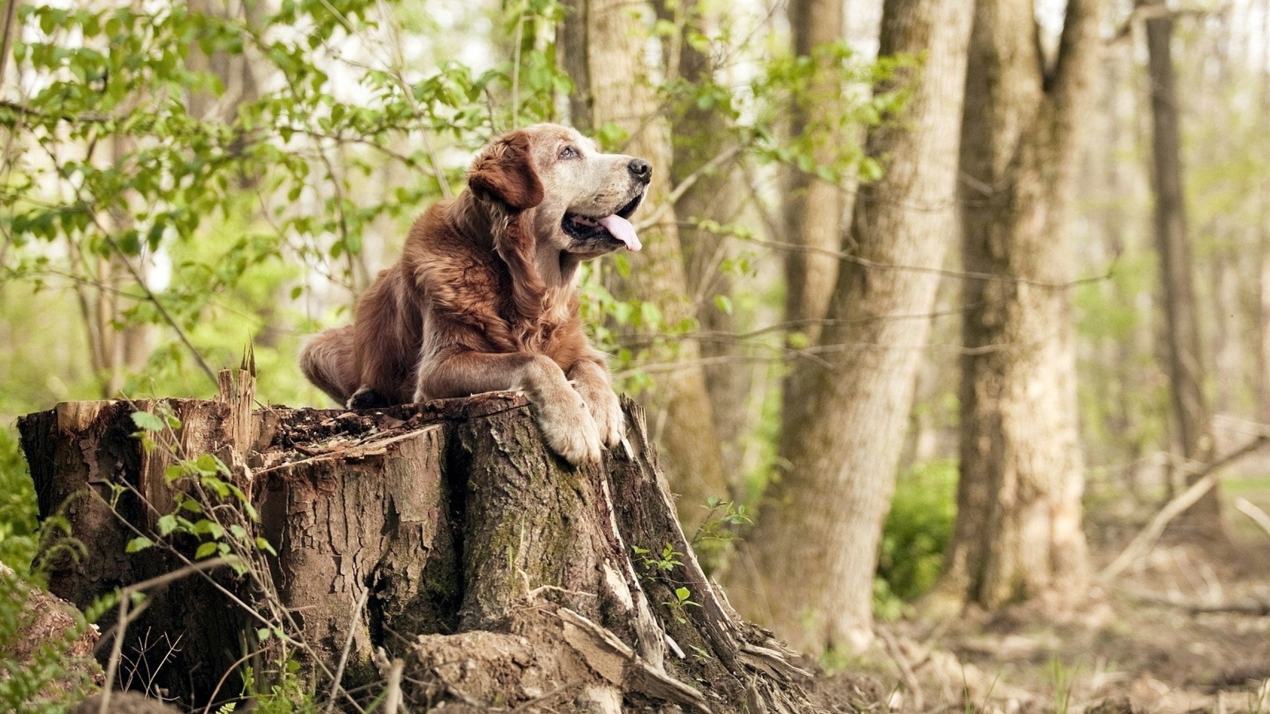 勇士小前锋完成绝杀后泪洒球场,勇士第七顺位小前锋