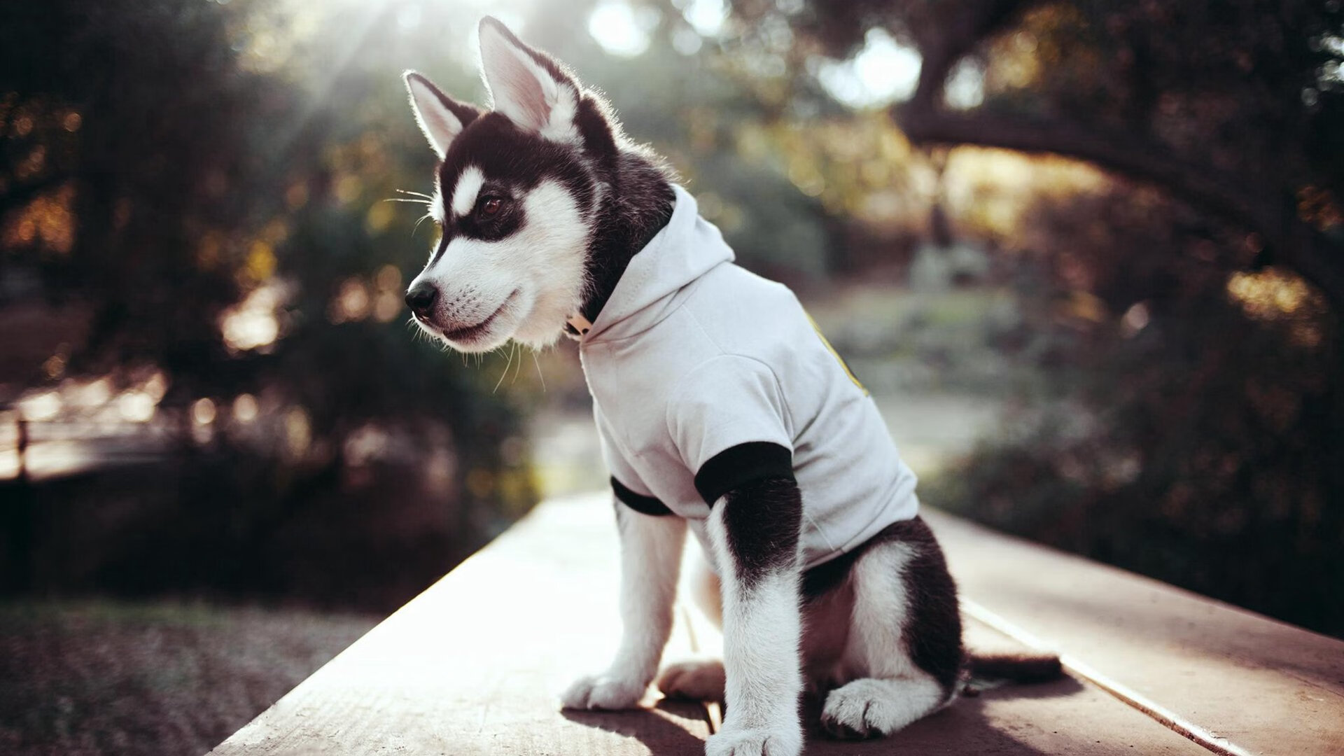 唐纳德·高尔凭借突破能力带领袋鼠队化解对手压力，唐纳德高斯简介